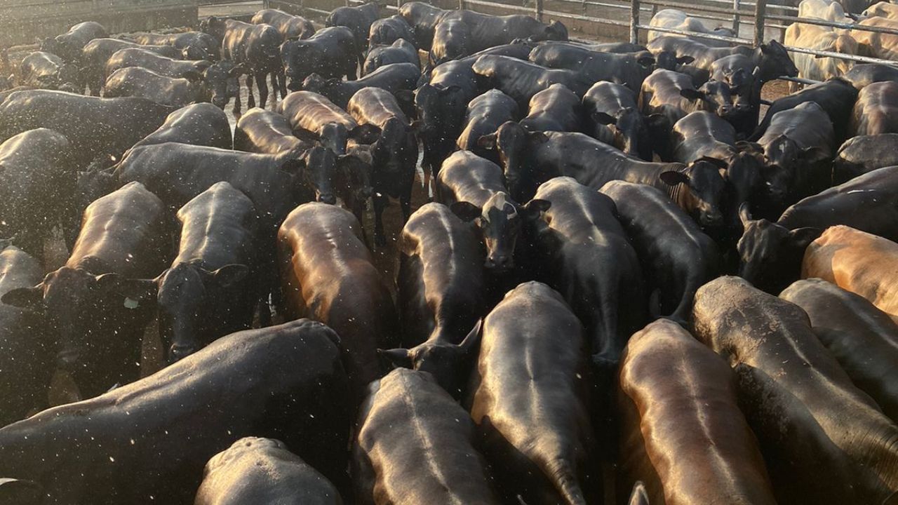 Novilhada com peso de boi garante bônus por carne premium no Pará
