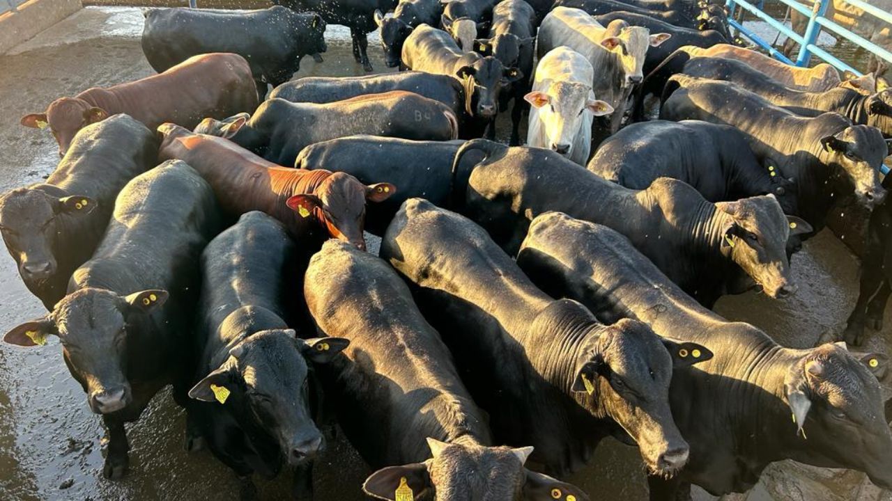 Fazenda centenária de MS produz boiada de excelência e consquista bônus top do mercado