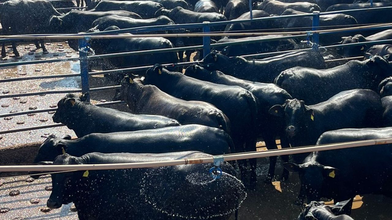 Gadão top Angus parece até uma “caixa de marimbondo” e garante mercado diferenciado