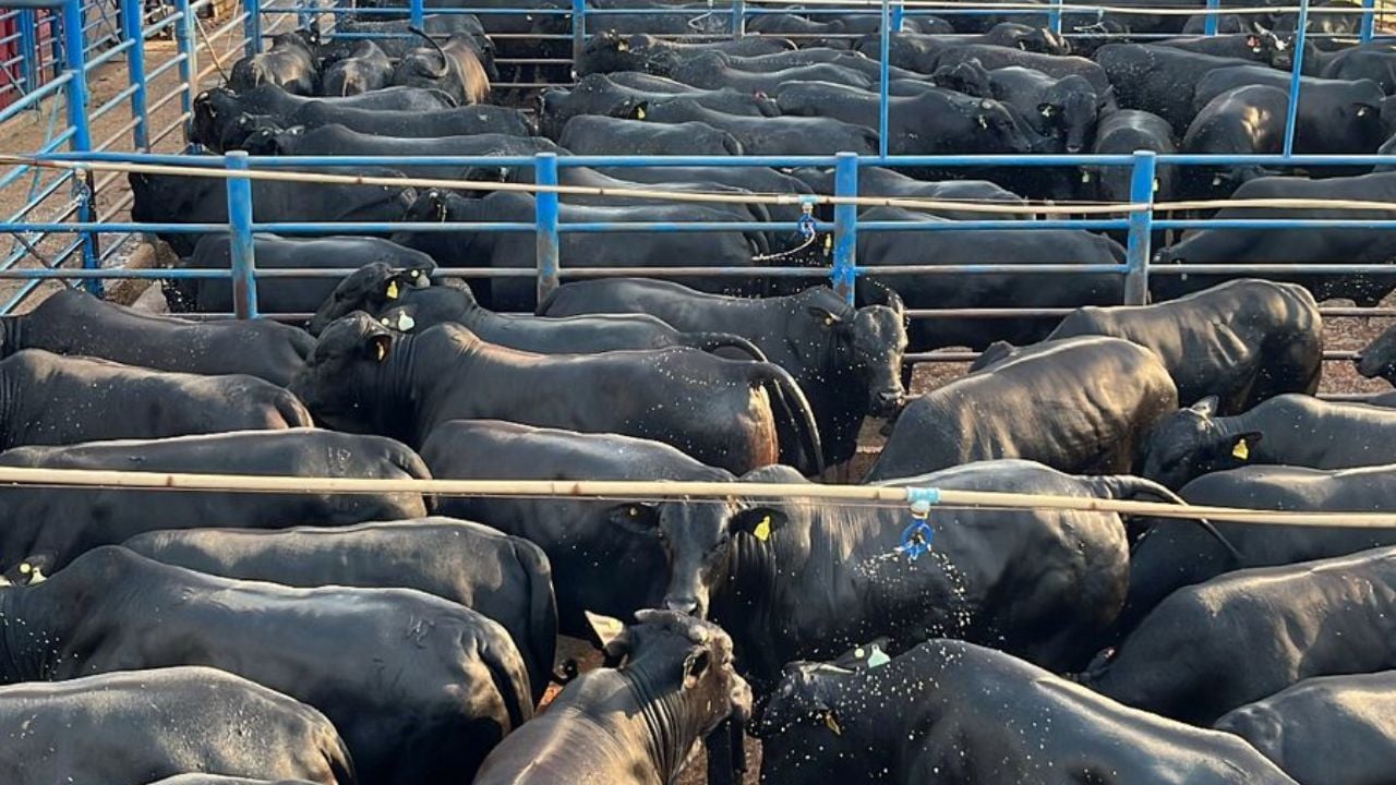 Bovinos com genética Angus da fazenda Vila Rica, localizada no município de Pedra Preta (MT). Foto: Divulgação