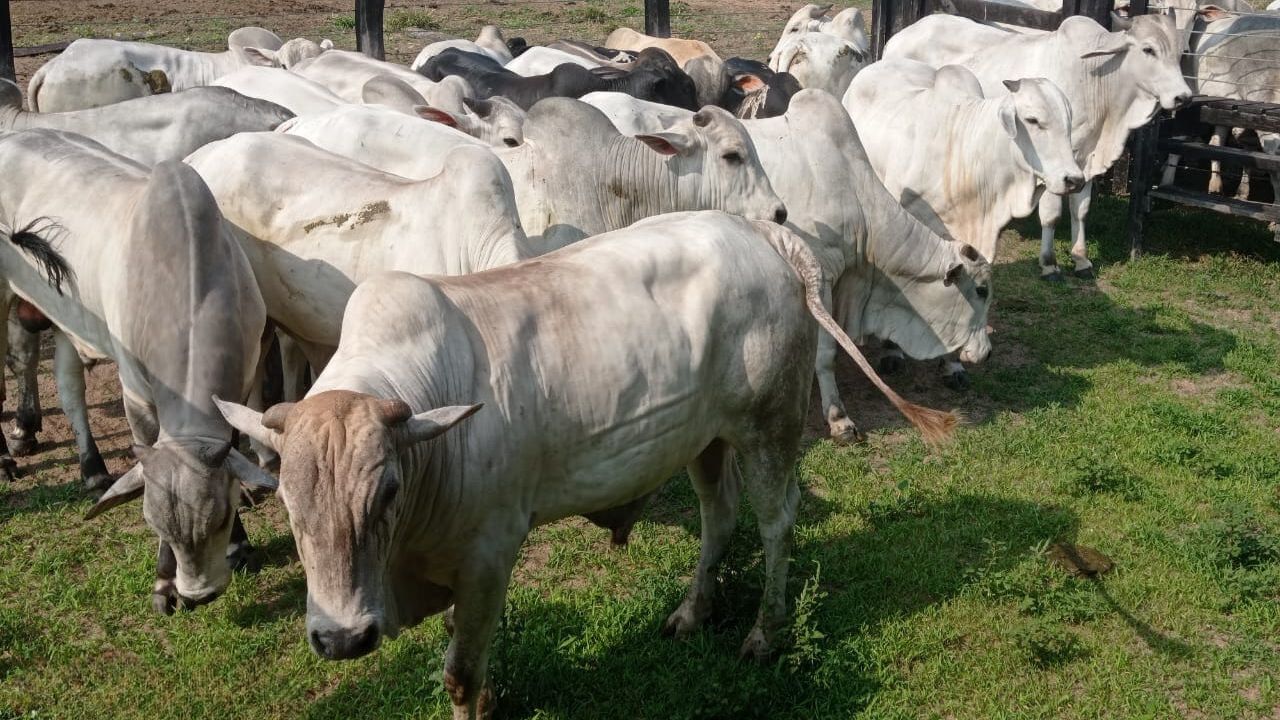 Boiada bruta suplementada a pasto é destaque em Rondônia