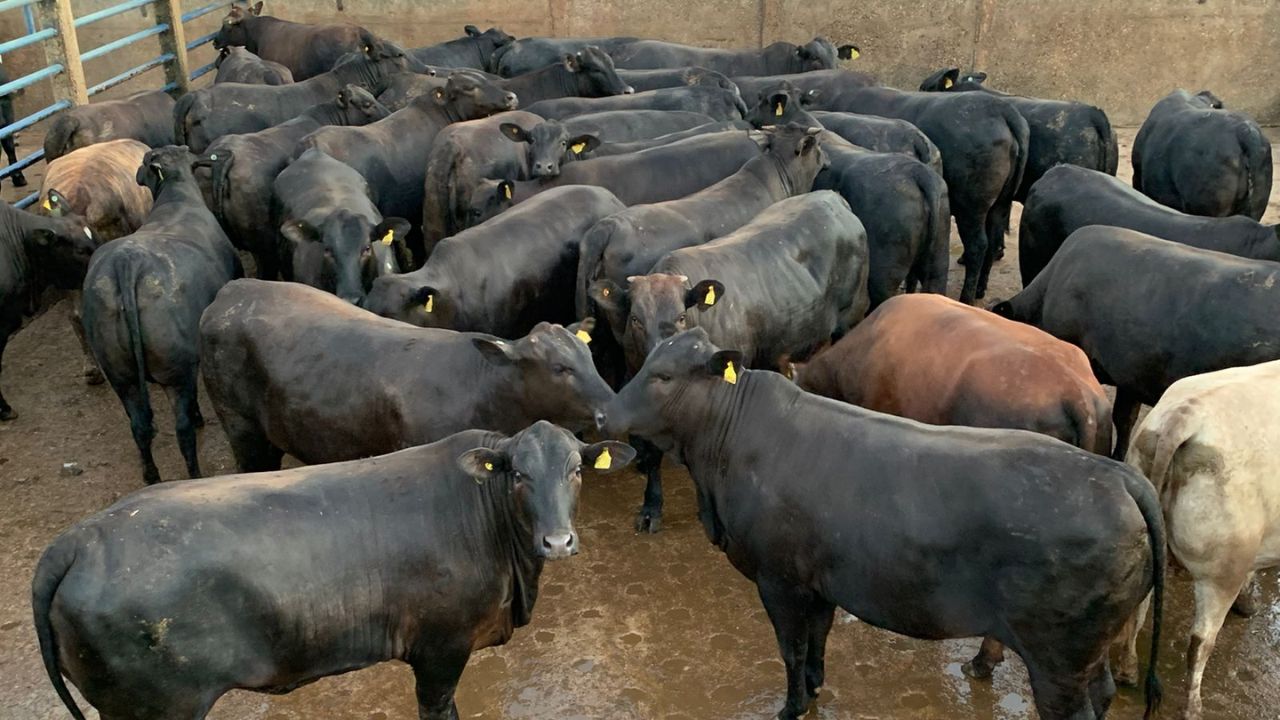 Novilha bruta, bem acabada e com peso de boi surpreende em Mato Grosso