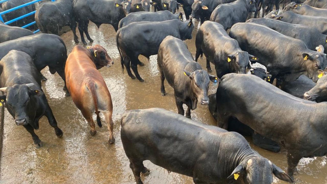 Castrando o boi: conheça as técnicas para produção de carne premium