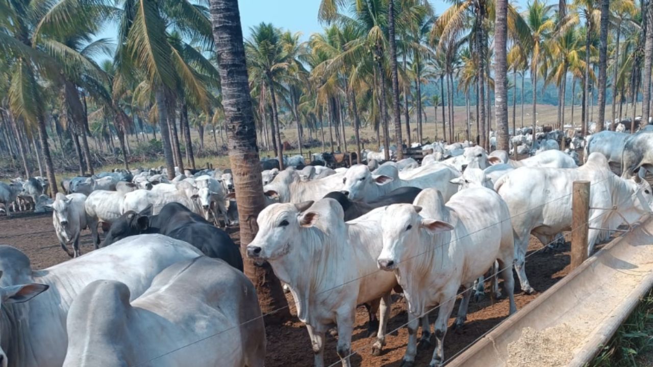 Pecuarista rondoniense tem 93% de aproveitamento no 1º embarque de Boi China