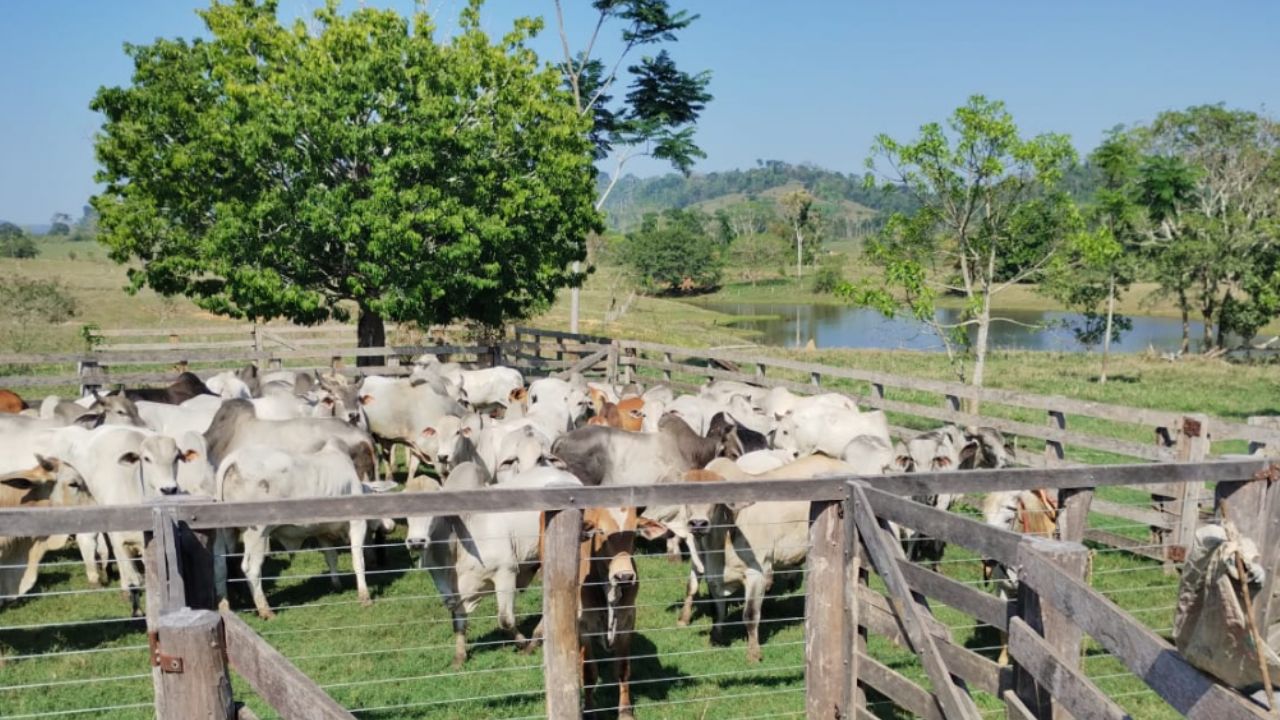 Fazendeiro de Rondônia dá exemplo de produção com gadão de quase 20@