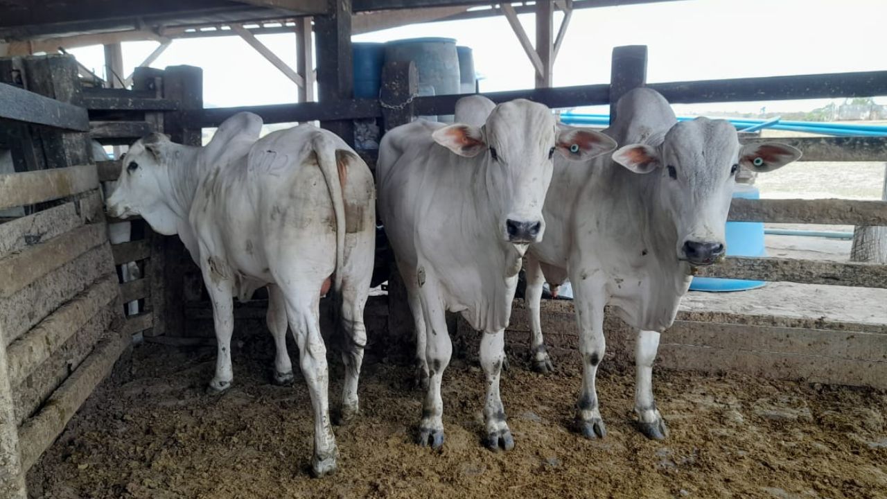 Vacada top surpreende na hora do abate em Mato Grosso