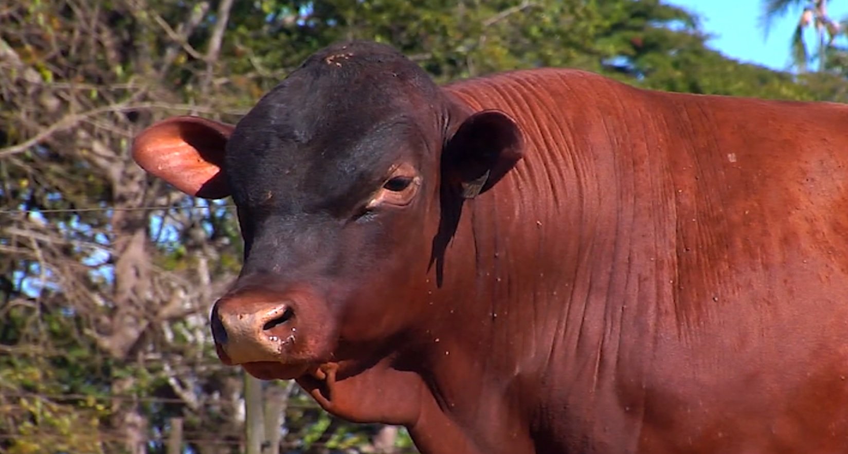 Reprodutores férteis, que cobrem bem a campo.