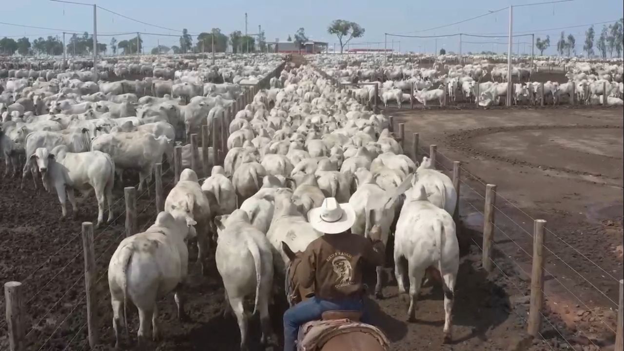 Oportunidade no agro: Friboi abre quase 100 vagas de emprego em Mozarlândia (GO)