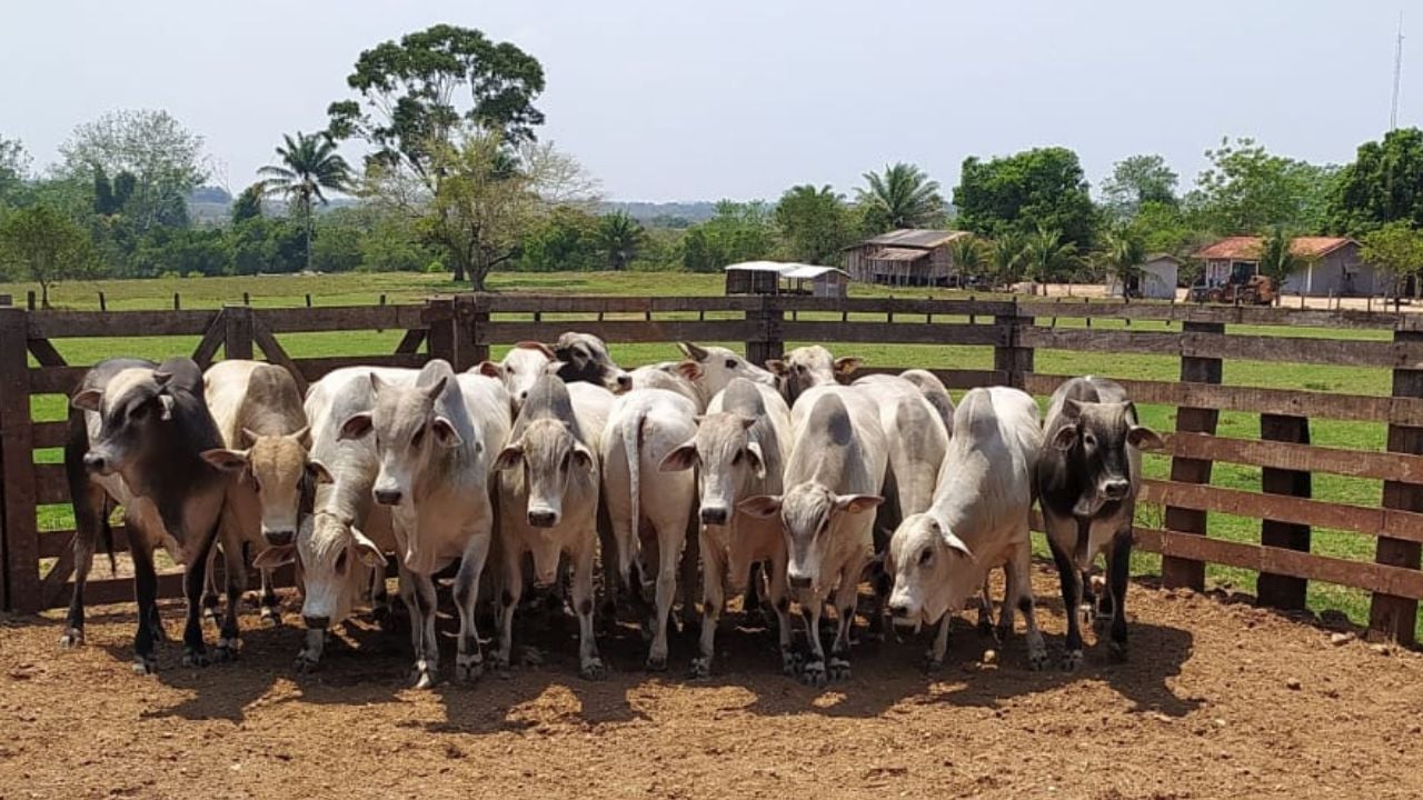 Pecuarista mostra pecuária exemplar com produção de gado jovem e gordo em RO